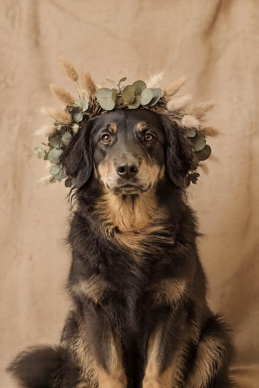 The Dried & Boho look made with a black-and-tan Hovawart