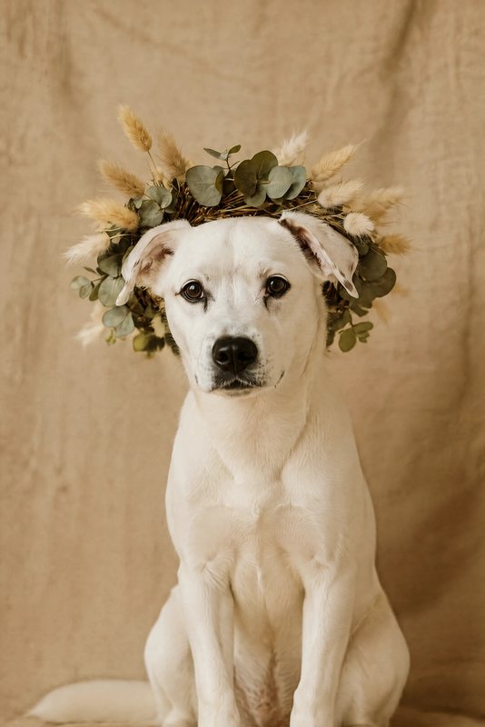 The Dried & Boho look made with a white boxer mix