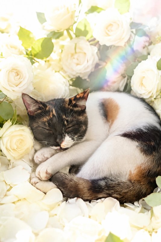 The White Roses look made with a calico cat