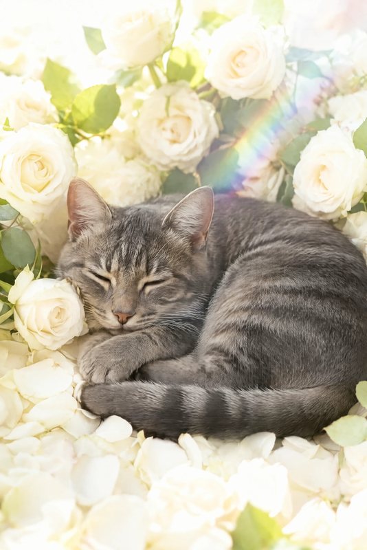 The White Roses look made with a grey tabby cat