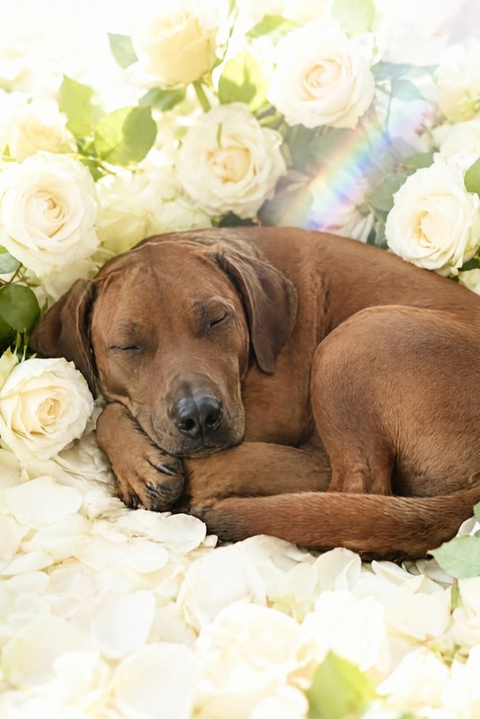 The White Roses look made with a red-brown hound