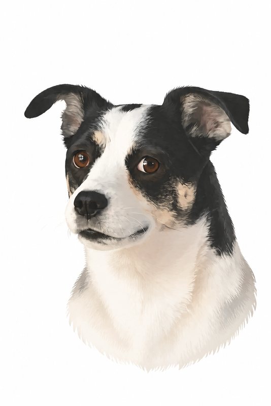The Simply You look made with a black-and-white dog
