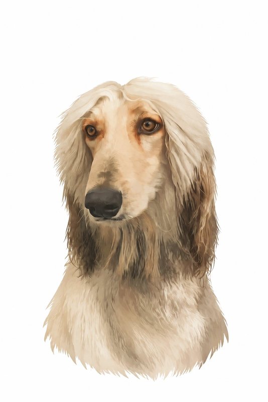 The Simply You look made with a cream Afghan hound