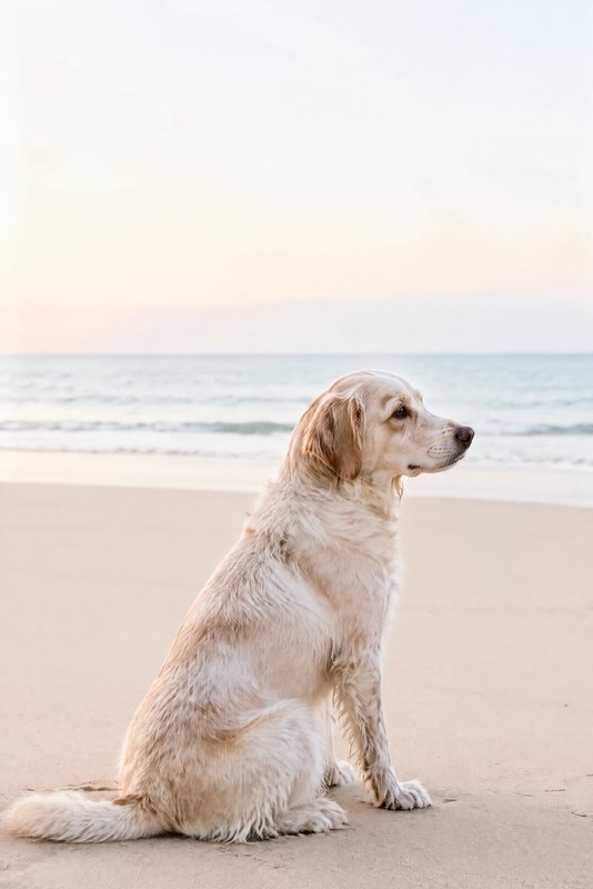 The Looking Out to Sea look made with a white-and-orange spaniel mix