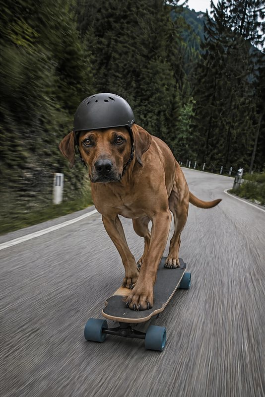 The Longboard look made with a red-brown hound