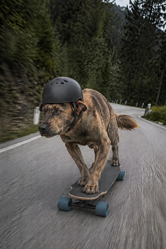 The Longboard look made with a brindle mixed-breed dog