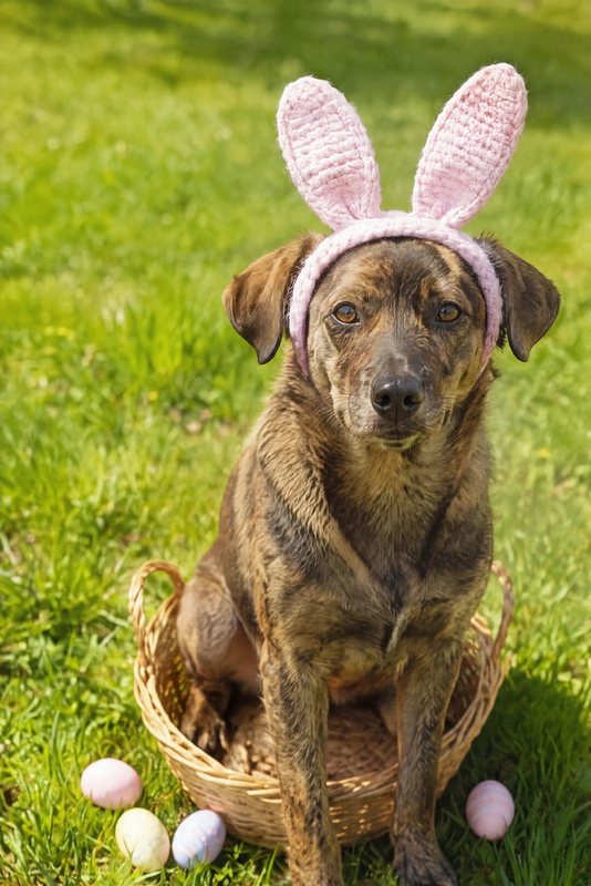 The Spring Bunny Ears look made with a brindle mixed-breed dog