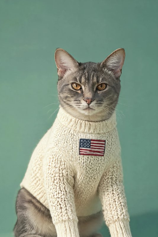 The Fourth of July Knit look made with a grey tabby cat