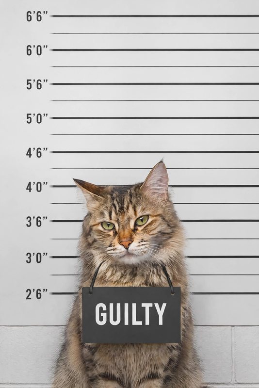 The Mugshot look made with a long-haired tabby cat