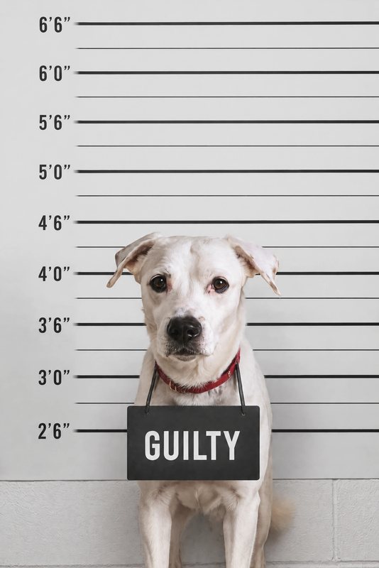 The Mugshot look made with a white boxer mix