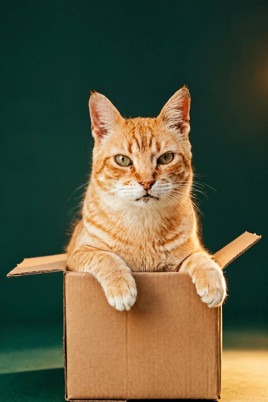 The Box Too Small look made with a ginger tabby cat