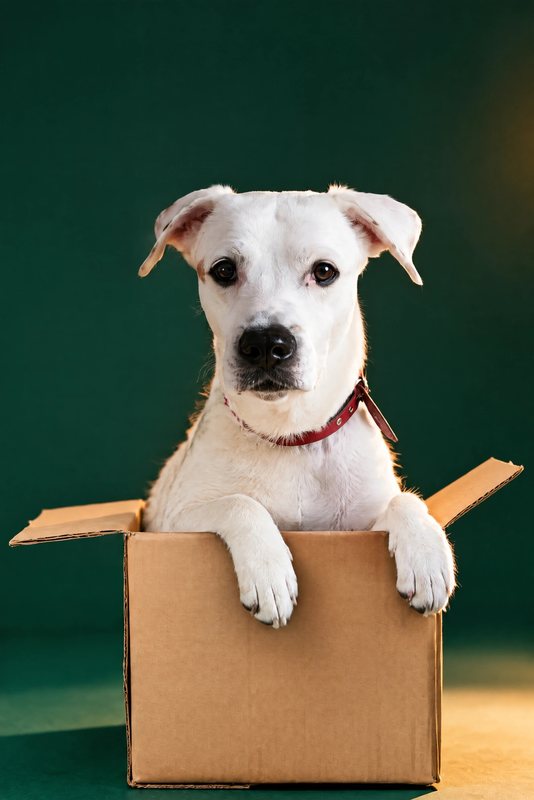 The Box Too Small look made with a white boxer mix